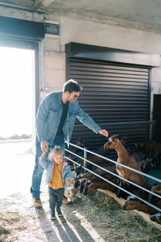 Little girl walks through the farm holding the hand of her dad stroking a goat in a paddock. High quality photo
