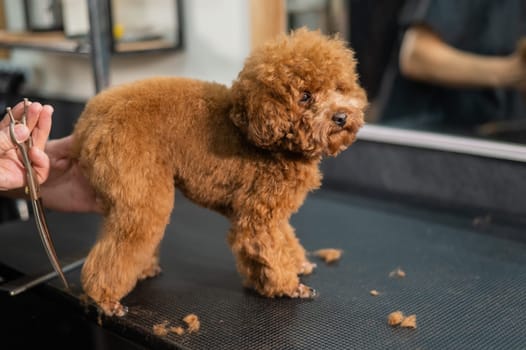 Woman trimming toy poodle with scissors in grooming salon