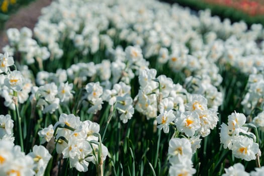 A stunning view of a picturesque Dutch landscape with vibrant and charming white daffodils in full bloom, creating a serene and idyllic scene, perfect for spring and nature-themed designs.