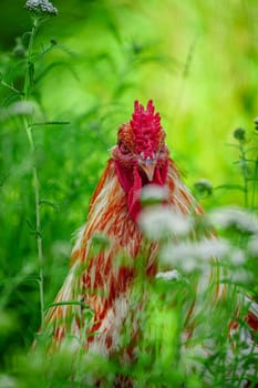A majestic, vibrantly colored farm rooster stands proudly in the lush, sunlit grass, casting a striking figure against the natural backdrop, symbolizing rural life and natural beauty.