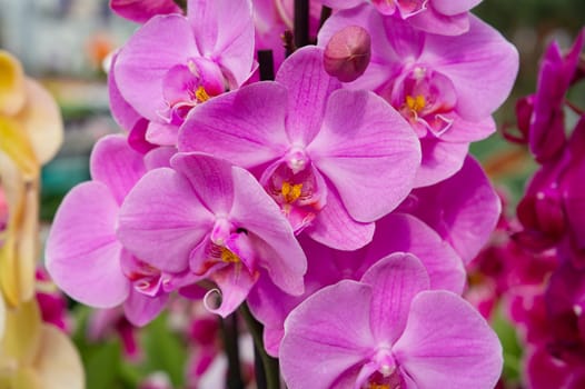 A stunning close-up of vibrant pink orchid flowers, each delicate petal and intricate detail captured sharply in focus, showcasing the exotic floral beauty.