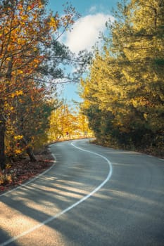 Asphalt road through autumn forest at sunrise