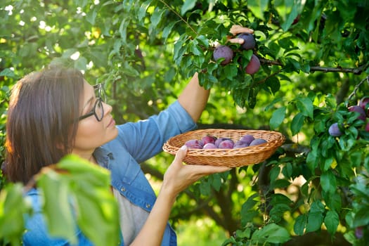 Woman picking ripe plums from tree in basket. Summer autumn season, plum harvest, organic farm, orchard, natural healthy food, delicious fruits concept