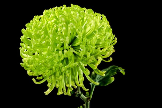 Anastasia dark green chrysanthemum flower on a black background. Flower heads close-up