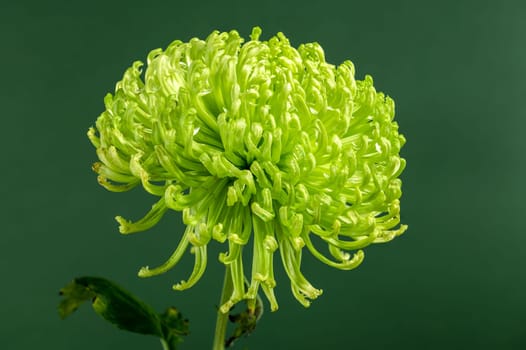 Anastasia dark green chrysanthemum flower on a green background. Flower heads close-up