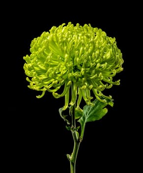 Anastasia dark green chrysanthemum flower on a black background. Flower heads close-up