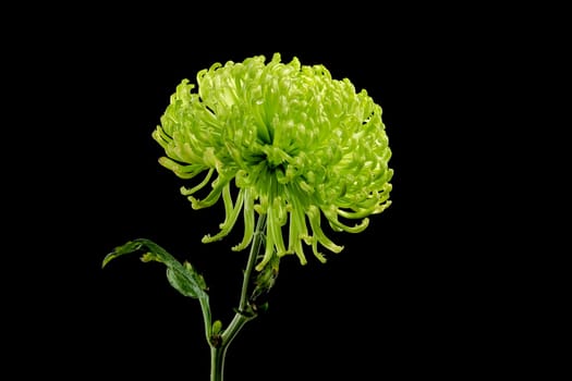 Anastasia dark green chrysanthemum flower on a black background. Flower heads close-up