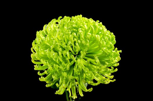 Anastasia dark green chrysanthemum flower on a black background. Flower heads close-up