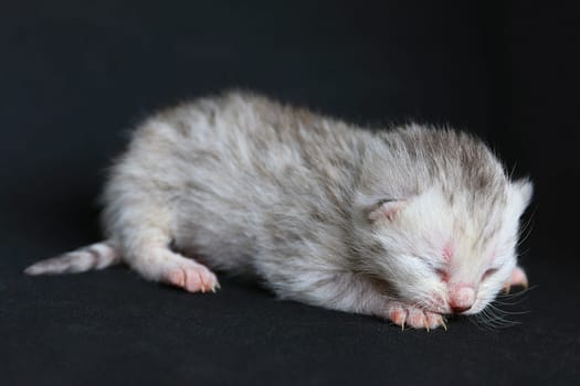 Newborn kitten on the black background