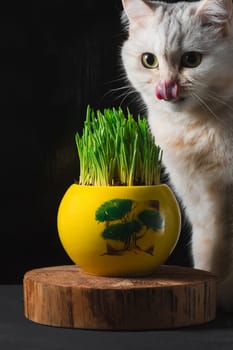 A white cat licks the green grass in a yellow pot