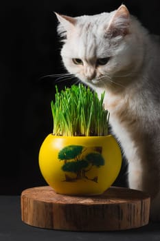 A white cat looks at the green grass in a yellow pot
