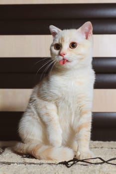 Beige Scottish cat at home