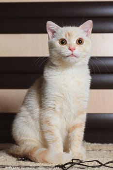 Beige Scottish cat at home