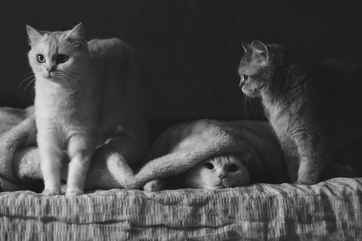 Three british cats on the bed