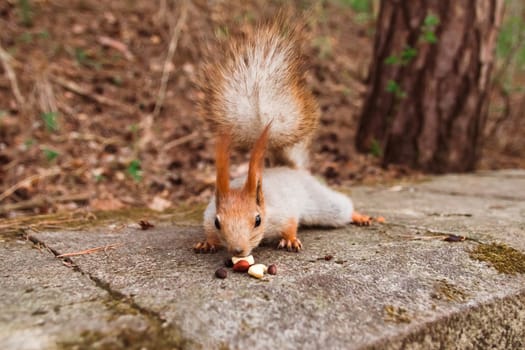 A curious red-gray squirrel cautiously sneaks up on the nuts
