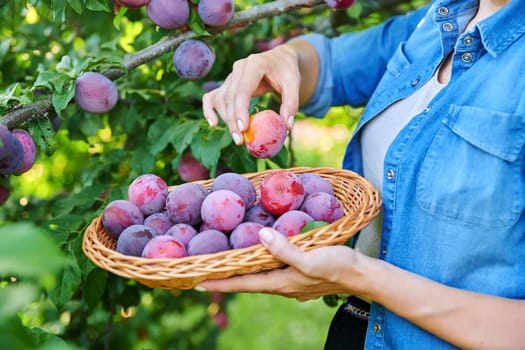 Close-up of woman's hand picking ripe plums from tree in basket. Summer autumn season, plum harvest, organic farm, orchard, natural healthy food, delicious fruits concept