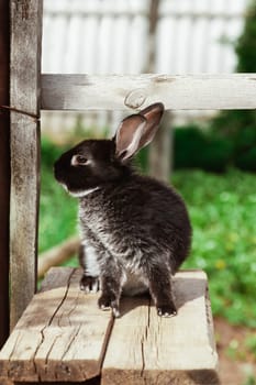 A black and white rabbit sits curiously on wooden boards outside
