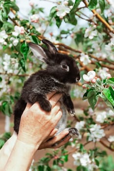 Women's hands hold a black and white rabbit on the background of a flowering apple tree