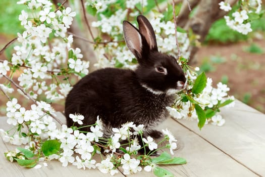 A black rabbit sits sideways among cherry blossoms