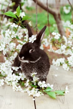 A black rabbit sits among cherry blossoms