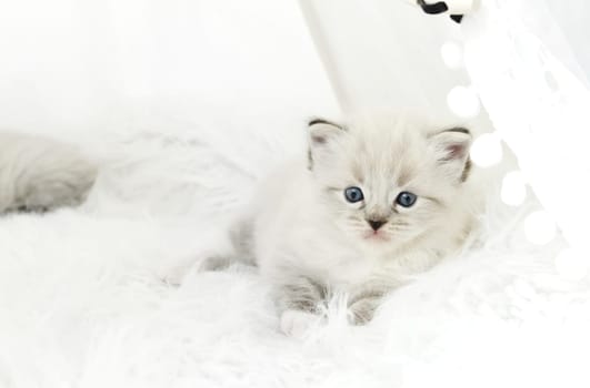 Adorable Cat Regdoll Breed Enjoys Comfort, Lying In Cat Bed