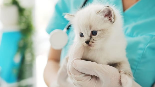 Veterinarian Holds Cute White Kitten In Hands For Check-Up At Veterinary Clinic