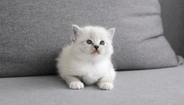 Adorable Little White Kitten Looks Cute On Sofa
