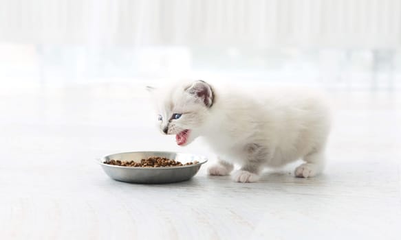 Adorable White Kitten Sniffs A Food In A Bowl And Moewing In A Light Apartment