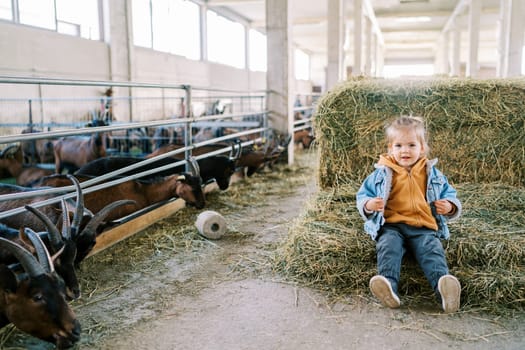 Little girl sits on a haystack near paddocks with goats at a farm. High quality photo