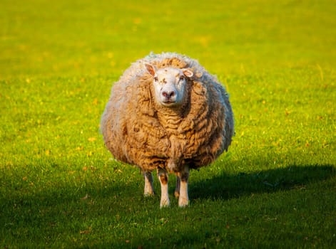 Large majestic sheep or lamb in meadow in Wales covered with tangled wool in a very circular round shape. Intriguing photo of animal life on a farm