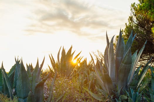 many aloe plants on a background of blue sky with a place for an inscription. High quality photo