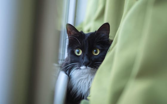 Portrait of a curious black cat with yellow eyes.