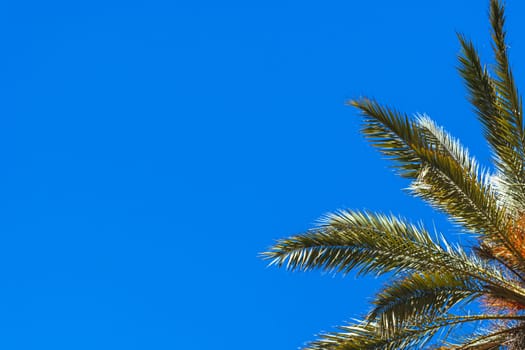 green palm tree isolated on blue sky background.beautiful summer landscape with place for inscription. High quality photo