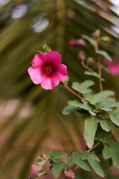 Arbolico's Mallow flower, pink with blurred background.Green stems, detail photo, parts of the flower, botany