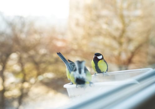 Beautiful wild colorful tits eat in a homemade bird feeder. Bird care concept in winter