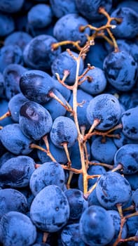 Close up of ripe grapes, background of grapes.