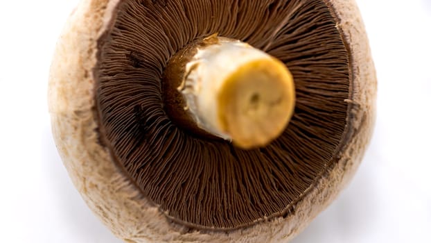 Fresh champignons, champignon mushrooms, close-up, isolated