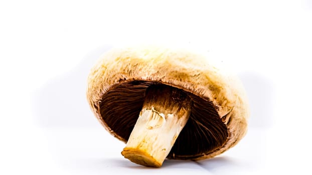 Fresh champignons, champignon mushrooms, close-up, isolated