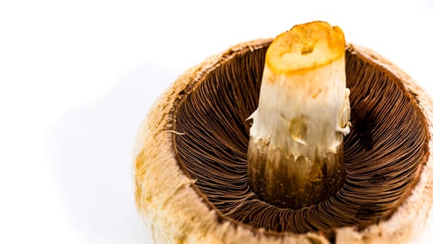 Fresh champignons, champignon mushrooms, close-up, isolated