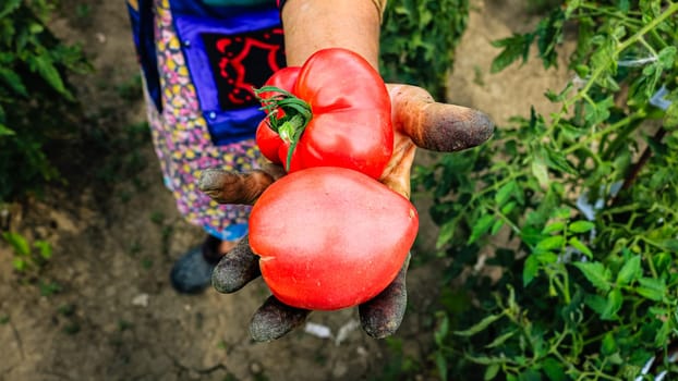 Close up photo of an old woman`s hand holding two ripe tomatoes. Dirty hard worked and wrinkled hand.