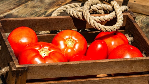 Wooden crate with fresh ripe tomatoes isolated in a rustic composition,