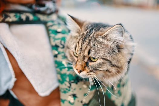 Tabby cat in a bag. Funny cat looks out of a backpack in the colors of the green on the back of a man