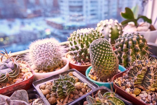 Cactuses on the windowsill. Exotic houseplants