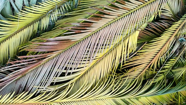 Tropical palm leaves lie on ground creating beautiful textured background. flat lay.