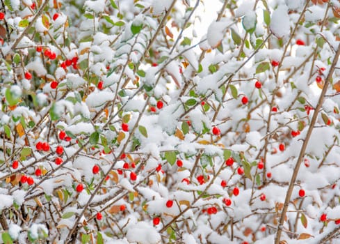 Red berries, green leaves on bush brenches covered with snow.