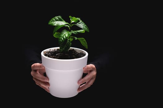 close-up, unrecognizable girl showing a small white pot with a freshly planted citrus tree flower on a black background, only her hands are visible.