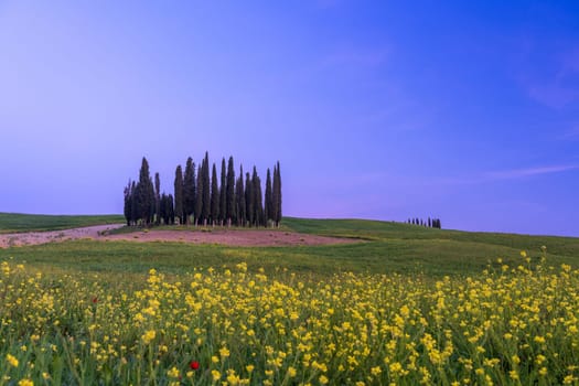 Path to hill house through cypress trees and sunrise view of stunning rural landscape of Tuscany, Italy