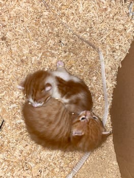 two small kittens lie in sawdust indoors