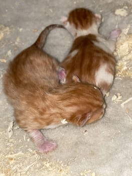 two small red newborn kittens in the basement