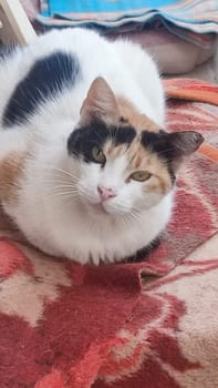 cat black and white lying, animals, pets. High quality photo